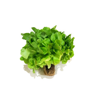 SALATA DONICZKA
