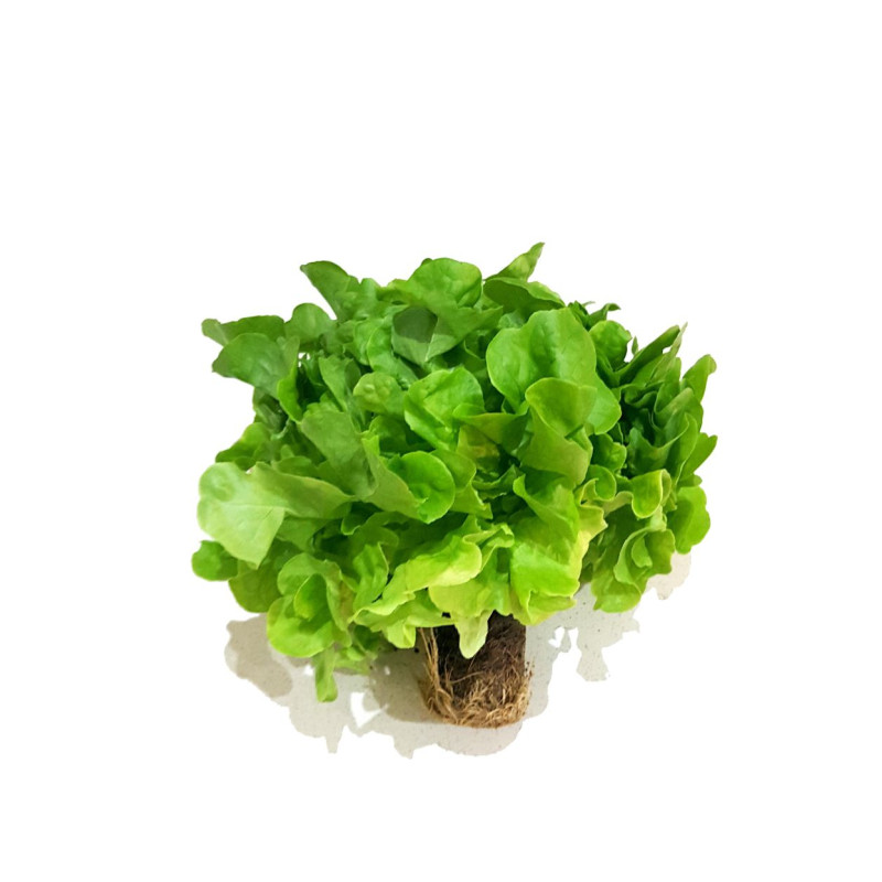 SALATA DONICZKA